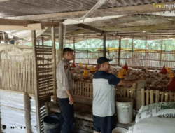 Dukung Ketahanan Pangan, Bhabinkamtibmas Polsek Buer Sambangi Peternak Ayam