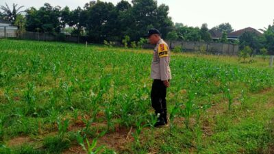 Polsek Labuapi Cek Lahan Jagung di Karang Bongkot, Petani Dapat Dukungan Penuh