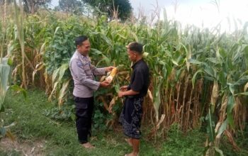 Konsep OtomatisPolres Lombok Tengah Dukung Ketahanan Pangan, Tinjau Masyarakat yang Akan Melaksanakan Panen Jagung