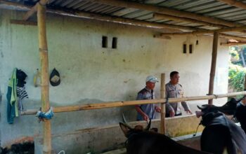 Kapolsek Labuapi Ajak Warga Beternak Sapi, Solusi Ekonomi di Pekarangan