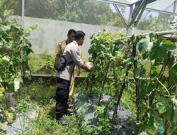 Inovasi Warga Dusun Bengkel: Pekarangan Jadi Lumbung Pangan Bergizi