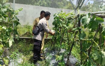 P2B di Labuapi, Warga Panen Sayur dan Buah di Pekarangan