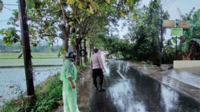Pohon Tumbang di Labuapi, Lalu Lintas Sempat Tersendat