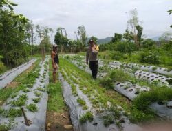 Peran Warga dalam Ketahanan Pangan: Upaya Kecil, Dampak Besar