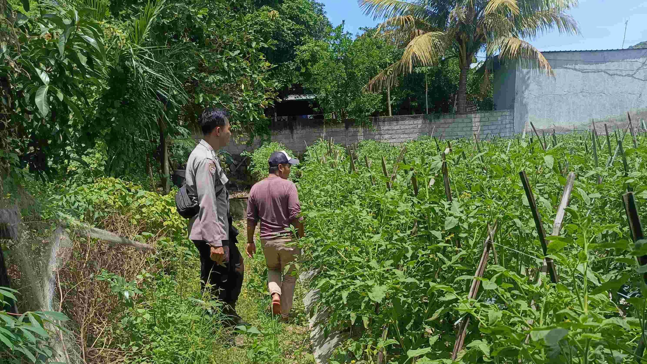 Polsek Labuapi Ajak Warga Manfaatkan Pekarangan, Hasilnya Mengesankan!