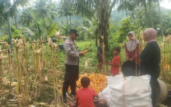 Sinergi Polri dan Petani: Bhabinkamtibmas Kawal Panen Jagung di Lombok Barat