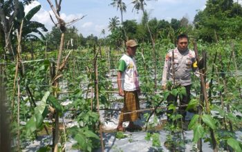 Pemanfaatan Lahan Kosong, Solusi Ketahanan Pangan di Lombok Barat