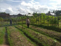Dorong Manfaatkan Lahan Pekarangan Menjadi Produktif: Inisiatif Polsek Kuripan Patut Dicontoh!
