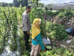 Sinergi Polri dan Petani: Wujudkan Ketahanan Pangan di Labuapi
