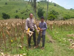 Bhabinkamtibmas Dukung Petani Jagung, Ketahanan Pangan Makin Kuat
