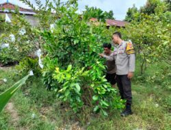 Polisi di Labuapi Ubah Lahan Tidur Jadi Lumbung Pangan, Ini Buktinya!