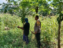 Motivasi Petani! Bhabinkamtibmas Labuapi Turun ke Lapangan