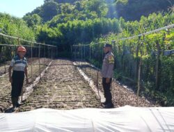 Bhabinkamtibmas Desa Tarusa Dukung Ketahanan Pangan Nasional Melalui Pemantauan Kegiatan Pertanian