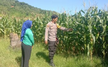 Bhabinkamtibmas Desa Lune Laksanakan Pemantauan Lahan Pertanian dalam Program Ketahanan Pangan Nasional