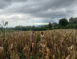 Bhabinkamtibmas Simpasai Pantau Lahan Jagung, Ingatkan Petani Soal Keamanan