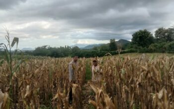 Bhabinkamtibmas Simpasai Pantau Lahan Jagung, Ingatkan Petani Soal Keamanan