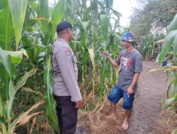 Polsek Kempo Pantau Pengolahan Lahan Pertanian, Dorong Kemandirian Pangan