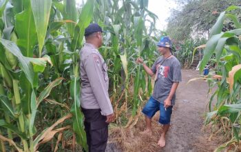 Polsek Kempo Pantau Pengolahan Lahan Pertanian, Dorong Kemandirian Pangan