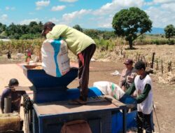 Bhabinkamtibmas Taropo Hadiri Panen Raya Jagung di Dusun Tolonggeru