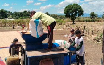 Bhabinkamtibmas Taropo Hadiri Panen Raya Jagung di Dusun Tolonggeru