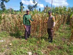 Dukung Ketahanan Pangan, Bhabinkamtibmas Doromelo Pantau Lahan Jagung