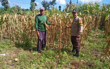 Dukung Ketahanan Pangan, Bhabinkamtibmas Doromelo Pantau Lahan Jagung