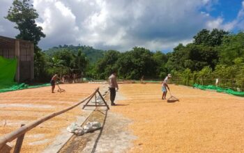 Bhabinkamtibmas Desa Karombo Pantau Panen Raya Jagung dalam Program Ketahanan Pangan Nasional