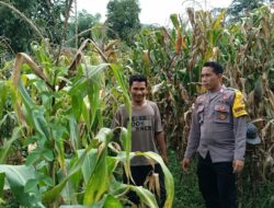 Polsek Kempo Dampingi Petani, Dukung Ketahanan Pangan Nasional