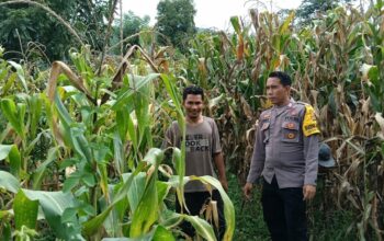 Polsek Kempo Dampingi Petani, Dukung Ketahanan Pangan Nasional