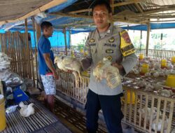 Dukung Ketahanan Pangan, Bhabinkamtibmas Desa Sermong Monitoring Ayam Potong Milik Warga Binaan