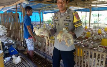 Dukung Ketahanan Pangan, Bhabinkamtibmas Desa Sermong Monitoring Ayam Potong Milik Warga Binaan