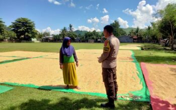 Bhabinkamtibmas Desa Cempi Jaya Pantau Panen Jagung di Dusun Langudi, Tantangan Cuaca Jadi Kendala