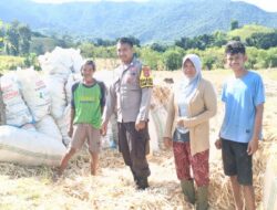 Bhabinkamtibmas Desa Adu Pantau Panen Jagung di Dusun Woro, Kendala Curah Hujan Tinggi