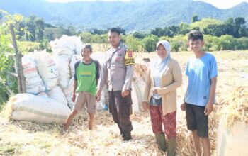 Bhabinkamtibmas Desa Adu Pantau Panen Jagung di Dusun Woro, Kendala Curah Hujan Tinggi