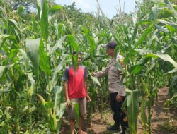 Bhabinkamtibmas Sambangi Petani Jagung, Ajak Dukung Ketahanan Pangan Nasional