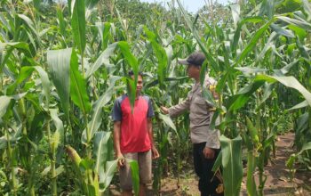 Bhabinkamtibmas Sambangi Petani Jagung, Ajak Dukung Ketahanan Pangan Nasional