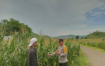 Polsek Woja Kawal Ketahanan Pangan, Bhabinkamtibmas Pantau Perkebunan Jagung Warga