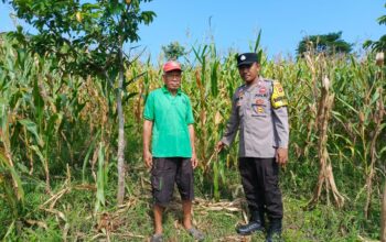 Polsek Woja Kawal Ketahanan Pangan: Bhabinkamtibmas Pantau Perkebunan Jagung di Desa Matua