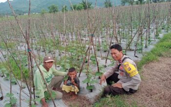 Polsek Woja Kawal Ketahanan Pangan: Bhabinkamtibmas Pantau Pertanian Hortikultura di Desa Wawonduru