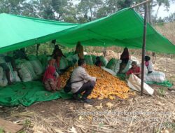 Bhabinkamtibmas Desa Rarak Ronges Lakukan Pendampingan Panen Jagung