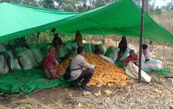 Bhabinkamtibmas Desa Rarak Ronges Lakukan Pendampingan Panen Jagung