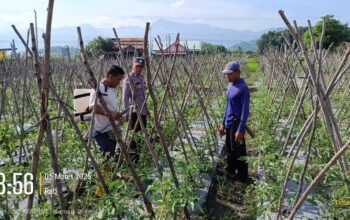 Bhabinkamtibmas Polsek Buer Pantau Perkembangan Tanaman Tomat dalam Mendukung Ketahanan Pangan Nasional