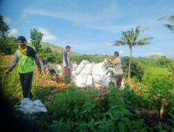 Bhabinkamtibmas Desa Woko Pantau Panen Jagung di Lahan Tumpang Sari