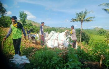 Bhabinkamtibmas Desa Woko Pantau Panen Jagung di Lahan Tumpang Sari