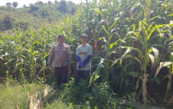 Bhabinkamtibmas Desa Mbawi Pantau Lahan Jagung dan Berikan Edukasi kepada Petani