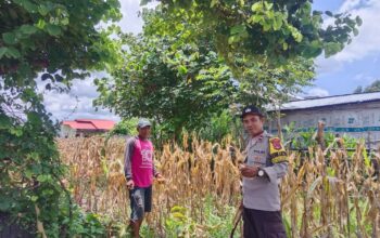 Bhabinkamtibmas Doromelo Pantau Panen Jagung, Dukung Ketahanan Pangan Menuju Indonesia Emas 2045