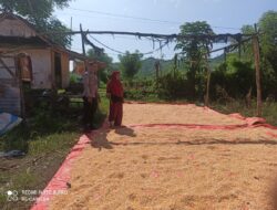 Bhabinkamtibmas Desa Jambu Pantau Panen Raya Jagung dalam Program Ketahanan Pangan Nasional