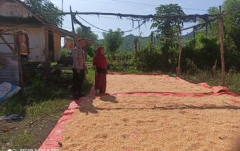 Bhabinkamtibmas Desa Jambu Pantau Panen Raya Jagung dalam Program Ketahanan Pangan Nasional