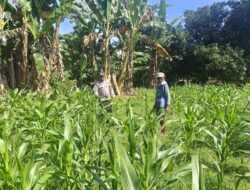 POLSEK WOJA PANTAU PENGOLAHAN LAHAN PEKARANGAN WARGA, DUKUNG KETAHANAN PANGAN NASIONAL