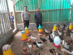 Bhabinkamtibmas Jagaraga Dukung Peternak Ayam, Jaga Ketahanan Pangan